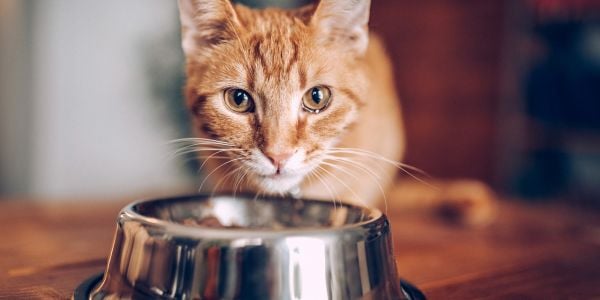 Cat food hotsell in a bowl